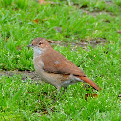 Rufous Homerro (2)